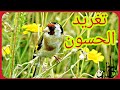 ذوق و بنن #تغريد_مقنين_الخلوي Goldfinch Song Canto Del Jilguero