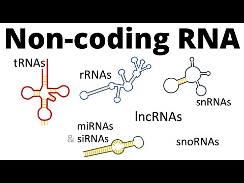 Video: LncRNA: Ien Molekyylikuvio Maksasolukarsinoomassa