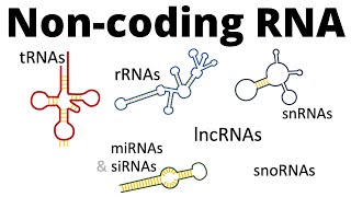 ncRNAs - all types of non-coding RNA (lncRNA, tRNA, rRNA, snRNA, snoRNA, siRNA, miRNA, piRNA) - YouTube