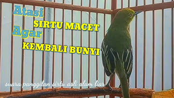 Burung sirtu macet bunyi? Dengarkan suara panggilan sirtu asli alam liar ini agar cipoh cepat gacor
