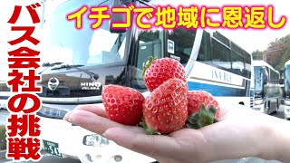 バス会社の挑戦！イチゴ「恋姫」栽培で地域に恩返し　全国の菓子店から注文相次ぎ特産品に