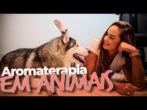 Vídeo: 7 dicas para escolher os melhores óleos essenciais para animais de estimação