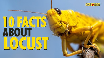 Locust Attack: Did You Know 80 Million Locusts can be in a Swarm? 10 Facts about Locusts | Fact |DNA