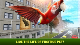 🐦👍City Bird Parrot Simulator 3D - By Wild Animals Life Simulation- iTunes/Android screenshot 2