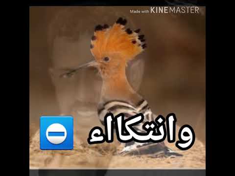 محمد النصري ابو الهدهد حالات واتساب
