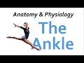 The Ankle Joint | Joint Focus | Anatomy &amp; Physiology
