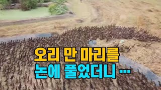 [세상만사] 태국, 논에 오리 만 마리 풀었더니... / YTN