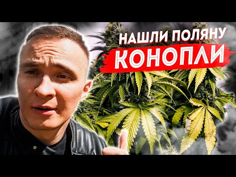 Нашли поляну конопли 🌱 что грозит за выращивание