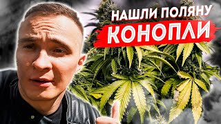 Нашли поляну конопли 🌱 что грозит за выращивание