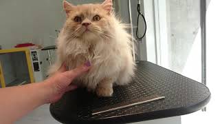 Before grooming. Roti, Long legged Munchkin boy. 長脚マンチカンのロ...