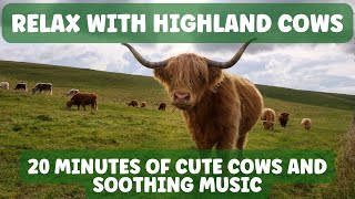 20 Minutes of Highland Cows in Scotland—Relax and Enjoy the Soothing Classical Music #highlandcow