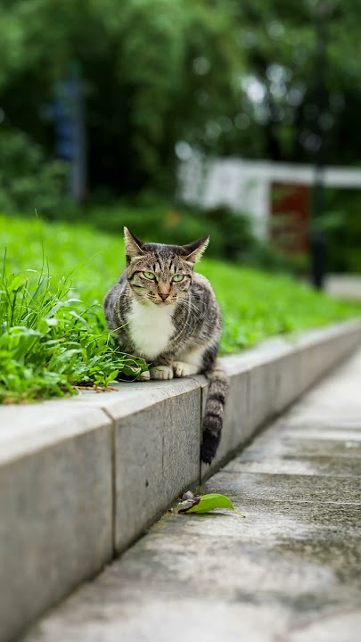 Kitten! #Hasselbladx2d #Park #FirstPersonPhotography