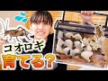 コオロギをペットに？！エサを育てるために準備！卵も産む？【爬虫類】