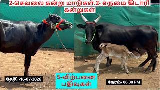 5-விற்பனை பதிவுகள்.2-செவலை கன்று மாடுகள்.2- எருமை கிடாரி கன்றுகள்.