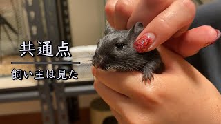 飼い主が見たスナネズミとデグーの衝撃の共通点