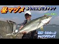 朝から夕までショアジギング（前編）！昼マヅメ　あなたは信じますか？今年もアタリ年？岡山ショアジギング！