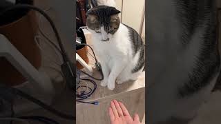 My Little Lap Cat - 1