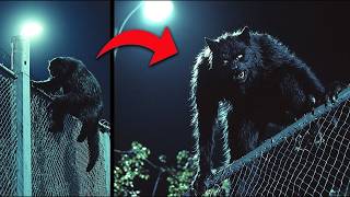 Download Lagu This Man Just Released The Clearest Image Of A Werewolf Trying To Invade His Property MP3