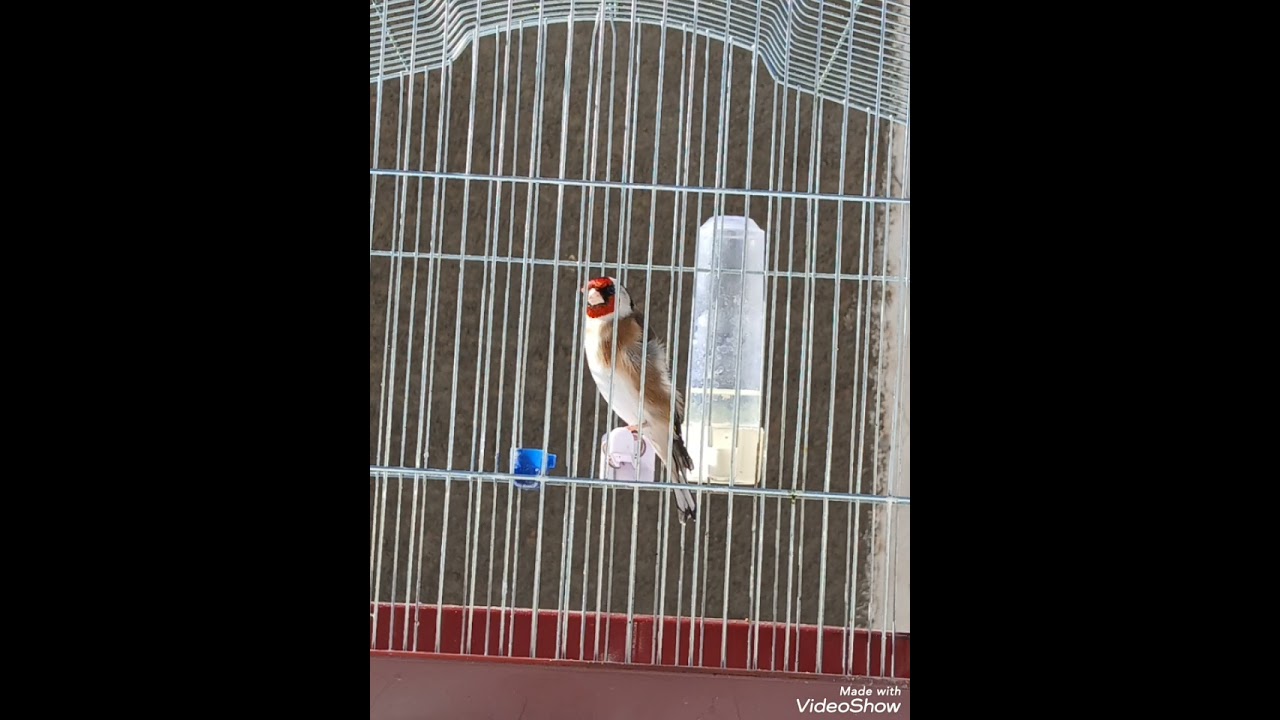 قصرة عل  المقنين (قرد العش) تاع زمان .... والتات بلو راني سجلتو باش تسمعوه  وقستو ،فرجة ممتعة 🇩🇿🇩🇿