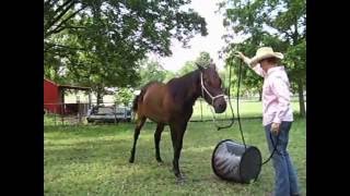 Kelly Masons Beautiful Horses