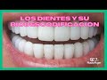 Los dientes y su biodescodificación | Escaparate 927