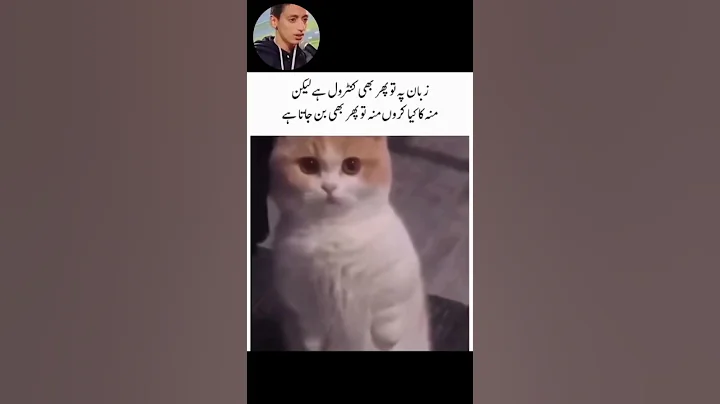 Watch the video about Funny cute Cat Videos | viral cats #funny #cutecat #kitty #cats #youtubeshorts #shorts #catworld