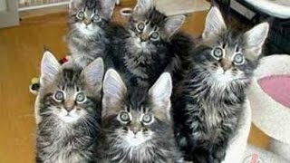 Ударная сила котов Ударная сила котов