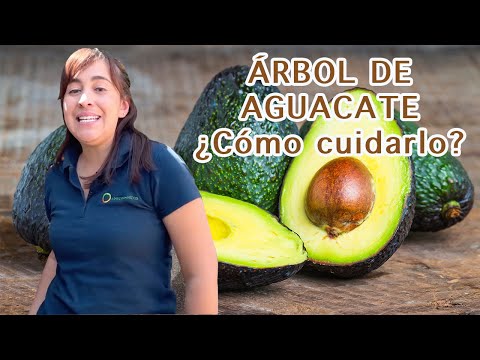 Video: ¿Crecen los aguacates en la Zona 9? Aprenda sobre los árboles de aguacate para los jardines de la Zona 9