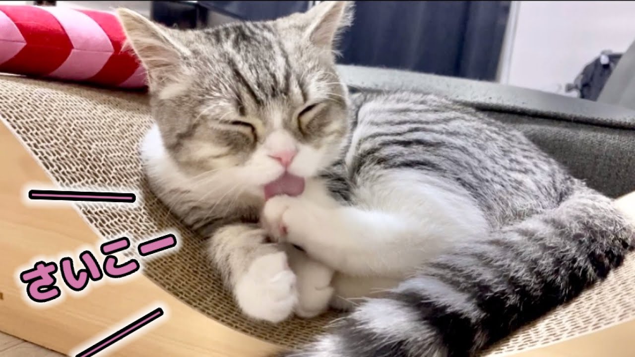 爪とぎベッドのあまりの気持ち良さにとろけちゃった子猫がこちらです Youtube