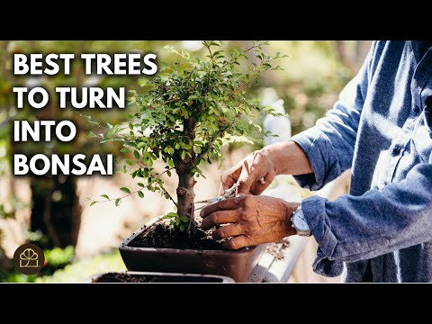bonsai bad belzig Kaufen Sie jetzt Zimmerpflanze Bonsai Zelkova, S-Form inkl. Ziertopf, blau main image 0