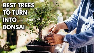 Beginner Bonsai Series - Chapter 8: Easiest Trees to Turn Into a Bonsai