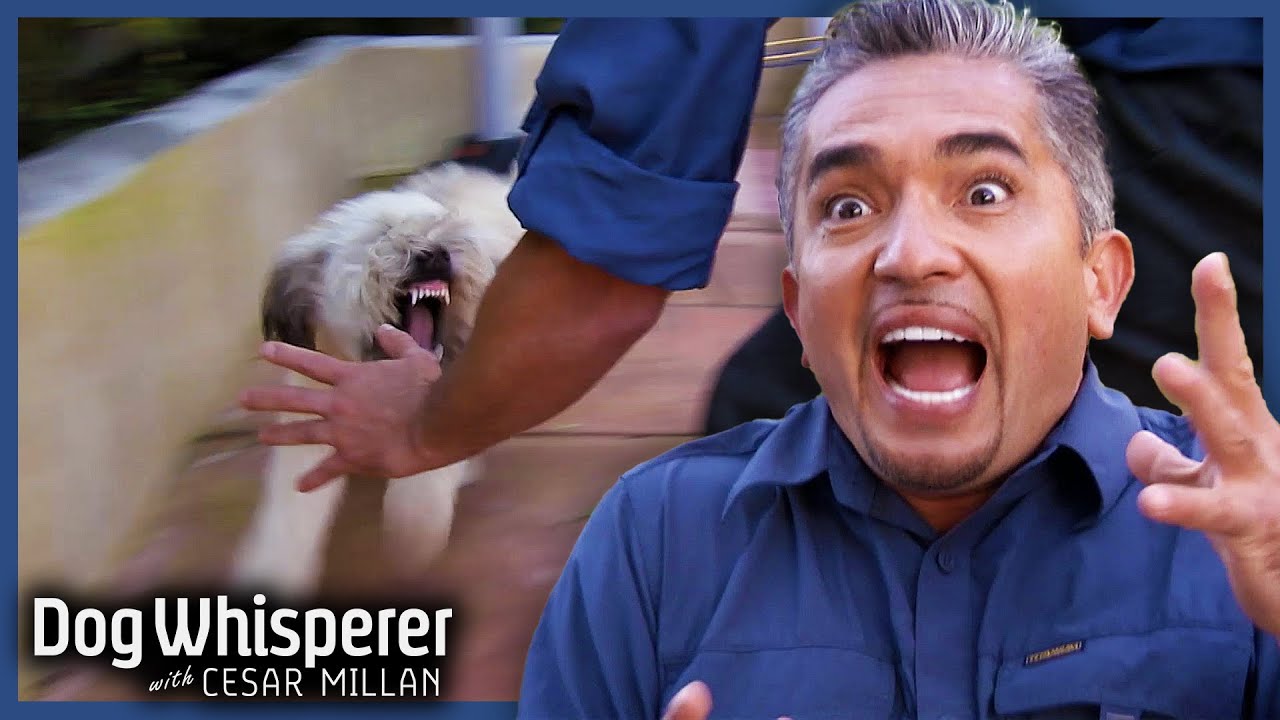 Hyperactive Dog’s Biting Puts Kids In DANGER | S5 EP9 Full Episode | Dog Whisperer With Cesar Millan