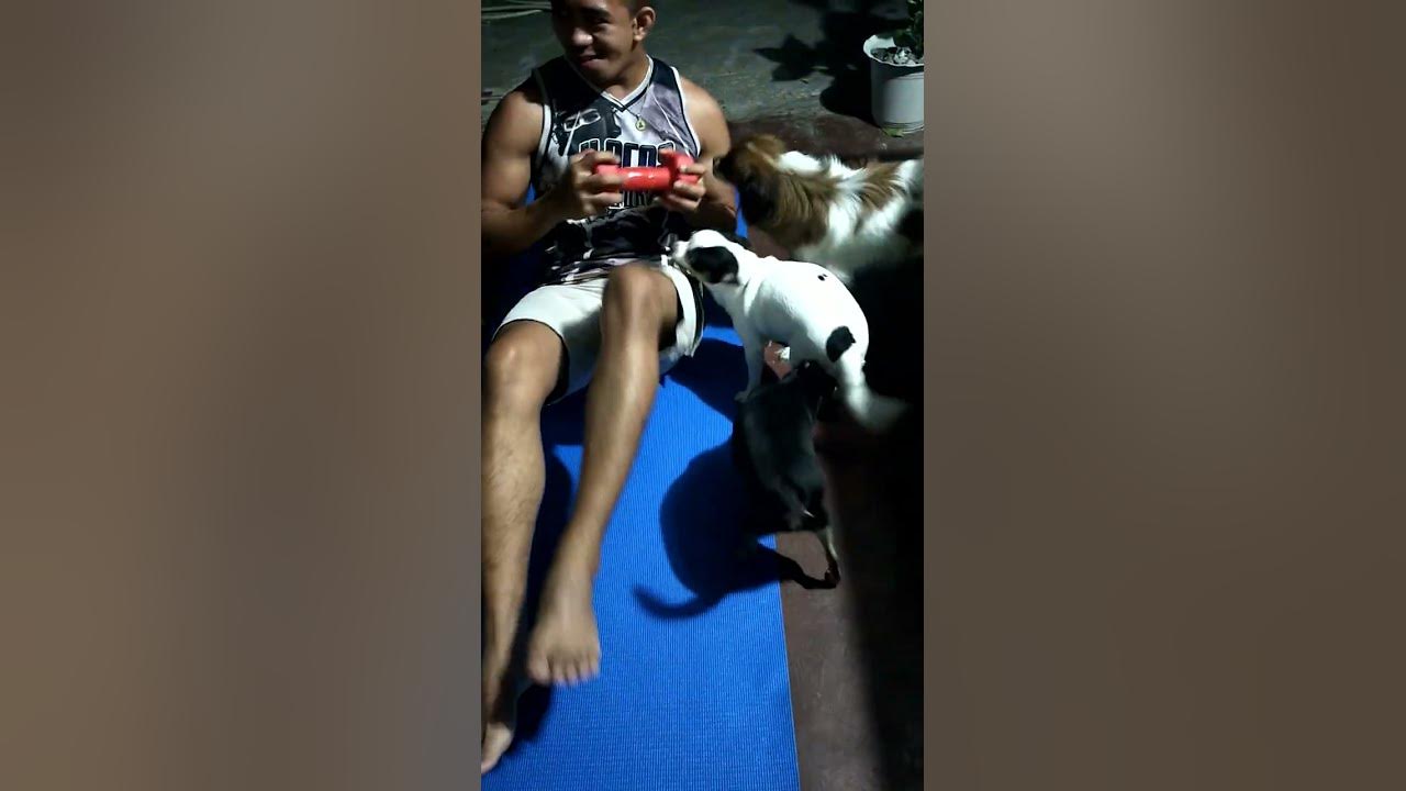 how-can-you-exercise-when-your-dogs-are-around-youtube