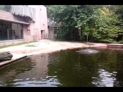 ZOO Antwerpen Hippopotamus