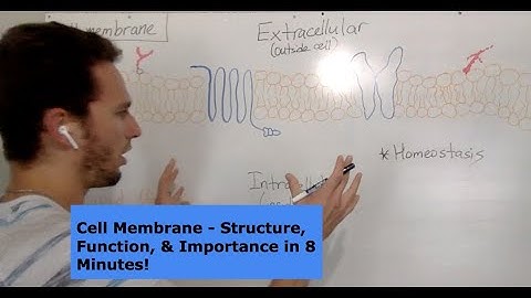 Cell Membrane - Structure & Function in 8 minutes!