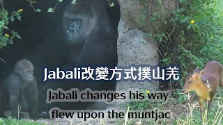 Jabali改變方式撲山羌-Jabali changes his way flew upon the muntjac
