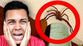 REACTING TO THE BIGGEST BUGS ON EARTH