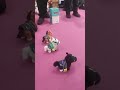 An Uma plushie Race 🐎 but not Musume 🚺
