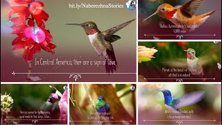 What Hummingbirds bring us when we see them around? Let these beautiful messengers tell you now.
