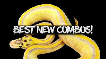 Top 20 Crazy New Ball Python Combos!