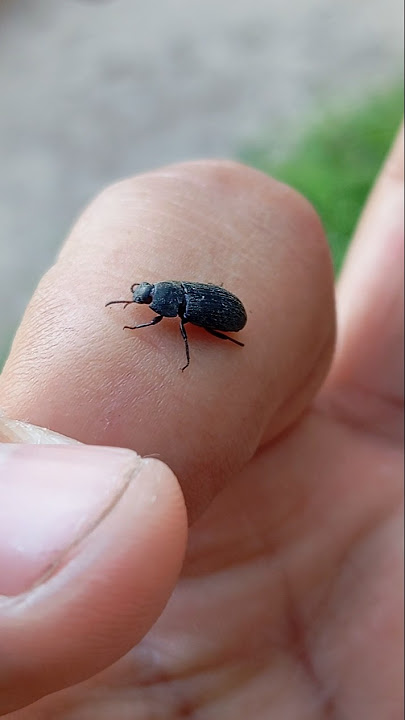 Black Beetle 🪲🖤 #foryou #insects #nature #animals #bugs #beetle #shortsfeed #shorts #beetles #bug