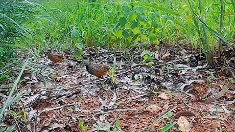 bẫy cút bằng thòng. cút quá sung về cả đôi