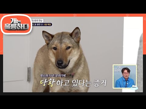 공격성 있는 대형견 실내에서 ‘잘’ 키우는 법! ＂공간 주도가 핵심!＂ [개는 훌륭하다/Dogs Are Incredible] | KBS 240506 방송