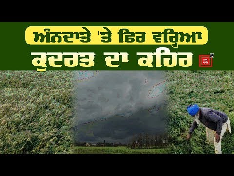 Farmers ਦੀ ਪੁੱਤਾਂ ਵਾਂਗ ਪਾਲੀ ਫਸਲ `ਤੇ ਕੁਦਰਤ ਦੀ ਮਾਰ