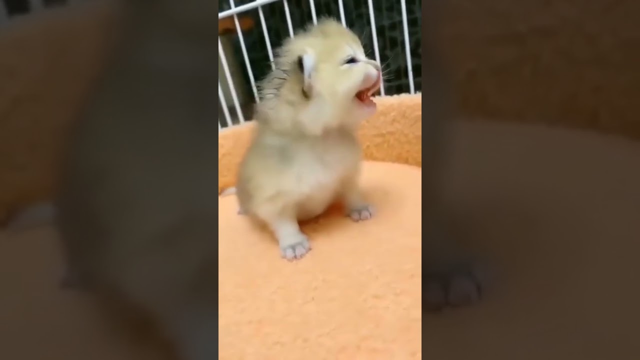 Funny and Cute Cats (woodworking art skills) 