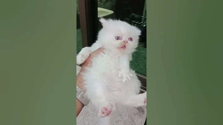 Video 11888371: eyes persian cat kitten, persian cat male kitten, persian cat kitten blue