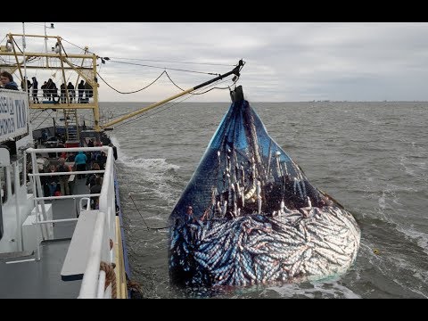 Hauling a deep-sea trawl net fishing - YouTube