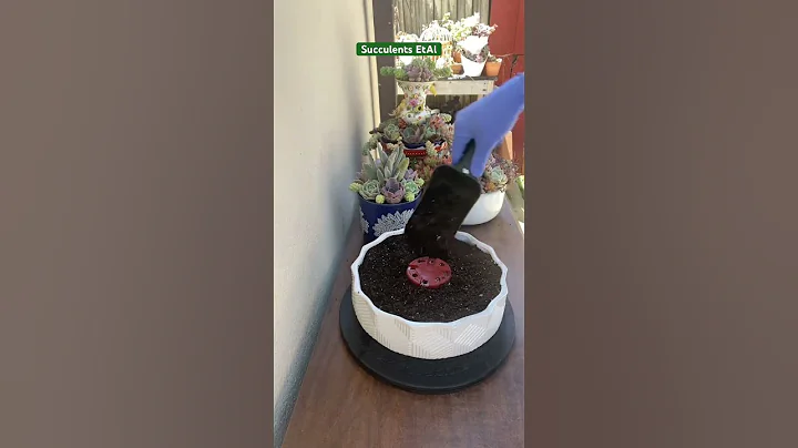 Master the Art of DIY Succulent Arrangements with Ease!#diy #suculentas #succulents