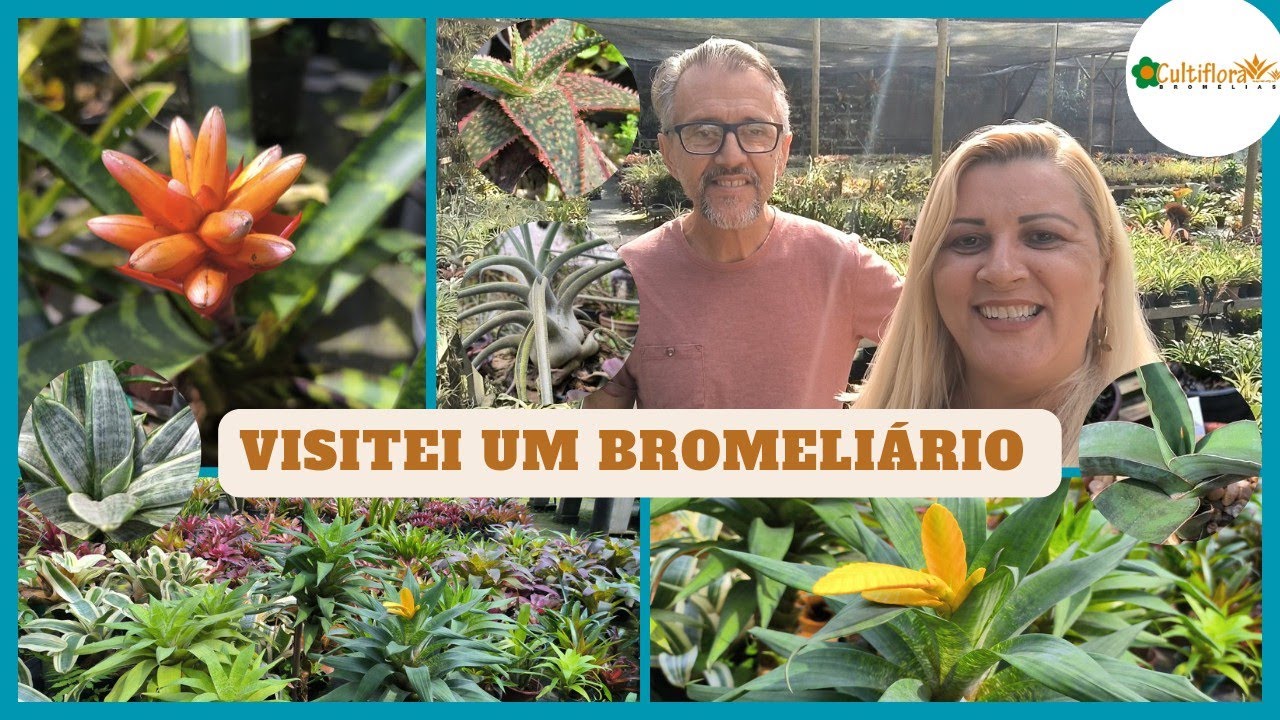 mais de 700 espécies na produção - tudo sobre cultivo de bromélias - um aulão