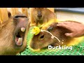 So cute! Adorable Capybara Moments (Full) | Pet Farm Viet